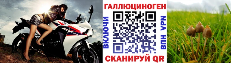 Купить закладки  Щёкино  Псилоцибиновые грибы Psilocybe 